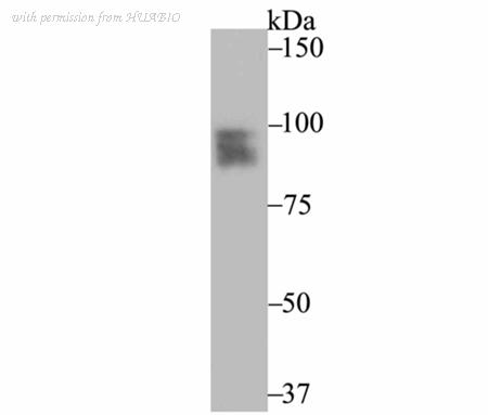 HUABIO ER1802-37 image 1