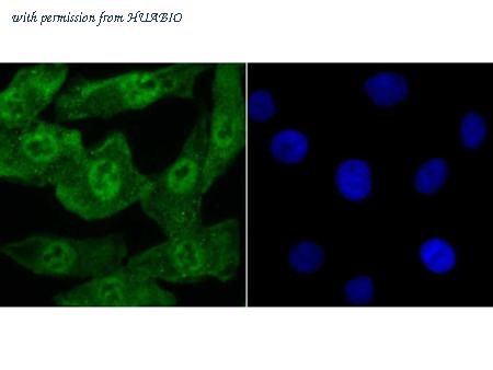 HUABIO ER1802-37 image 2