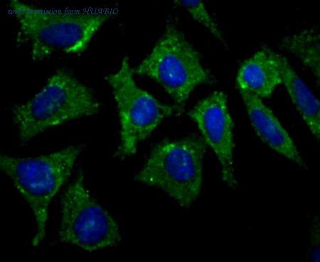 HUABIO ER1802-39 image 2