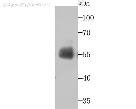 HUABIO ER1802-46 image 1