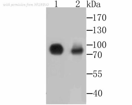 HUABIO ER1802-46 image 2