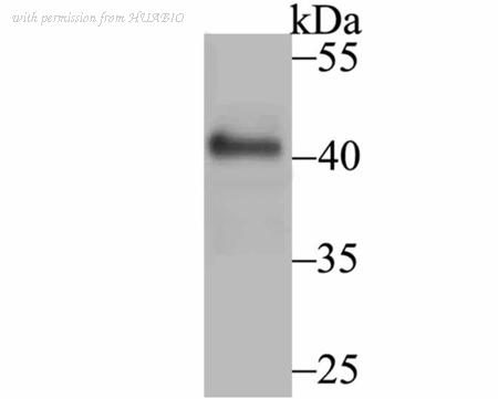 HUABIO ER1802-48 image 2