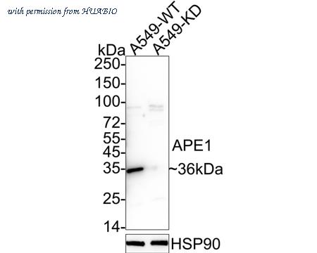 HUABIO ER1802-49 image 1