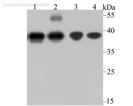 HUABIO ER1802-49 image 2