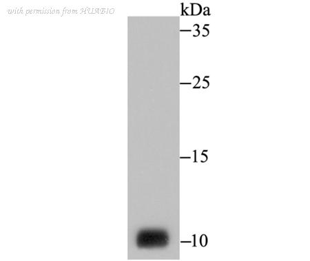 HUABIO ER1802-5 image 1