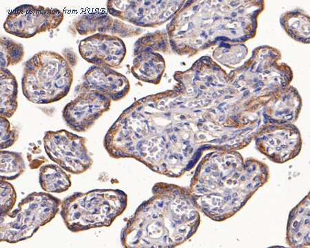 HUABIO ER1802-54 image 2