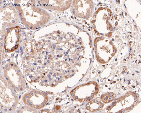 HUABIO ER1802-54 image 3