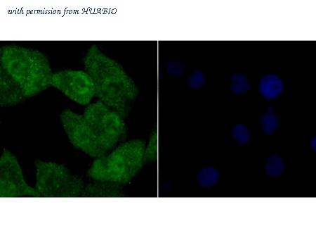 HUABIO ER1802-58 image 3