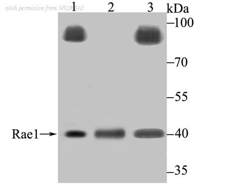 HUABIO ER1802-61 image 1