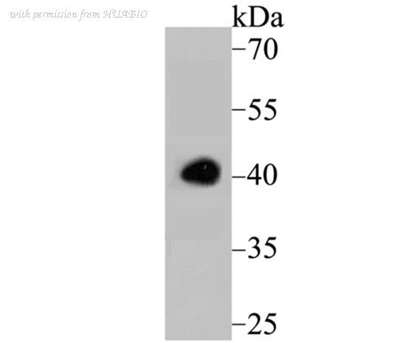 HUABIO ER1802-71 image 1