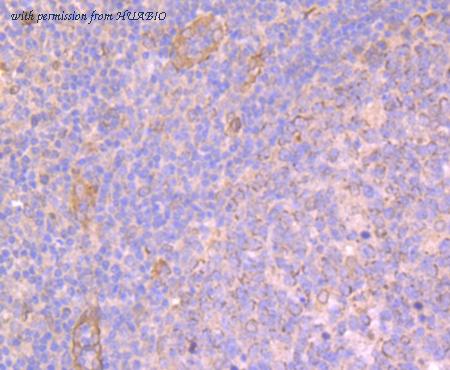 HUABIO ER1802-71 image 2