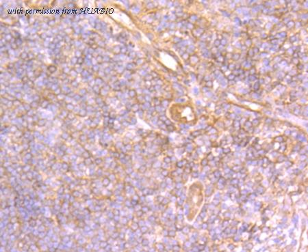 HUABIO ER1802-75 image 3