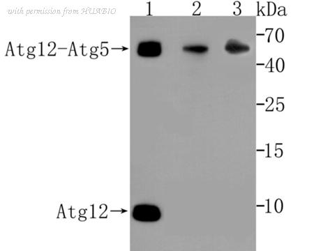 HUABIO ER1802-82 image 1