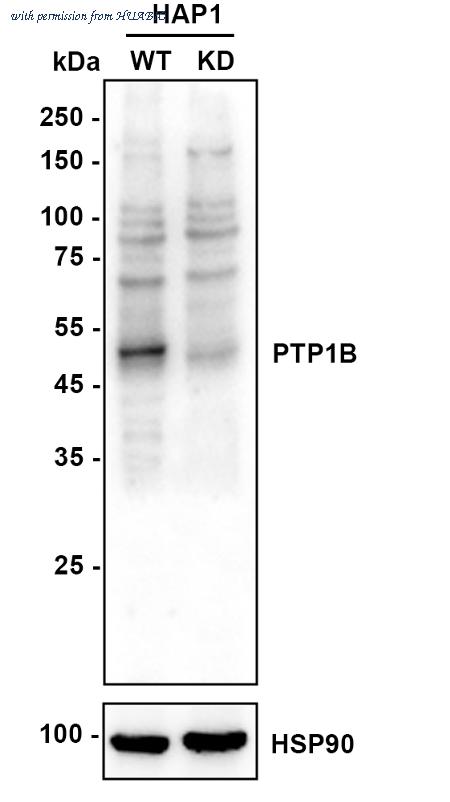 HUABIO ER1802-83 image 1