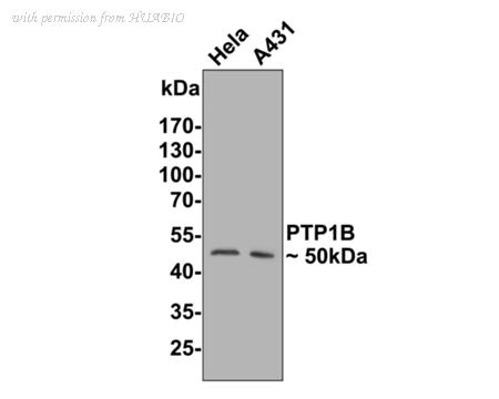 HUABIO ER1802-83 image 2