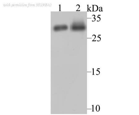 HUABIO ER1802-85 image 1