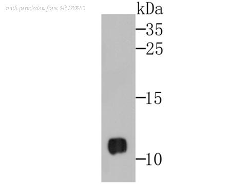 HUABIO ER1802-9 image 1