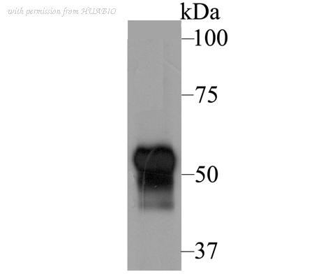 HUABIO ER1802-95 image 1