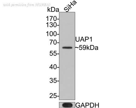 HUABIO ER1803-01 image 1