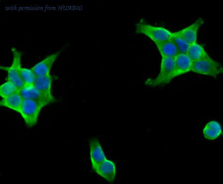 HUABIO ER1803-01 image 2