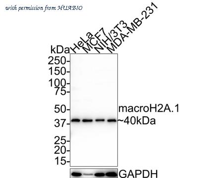 HUABIO ER1803-04 image 1