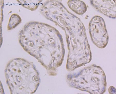 HUABIO ER1803-04 image 3