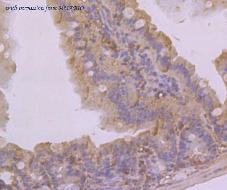 HUABIO ER1803-07 image 3