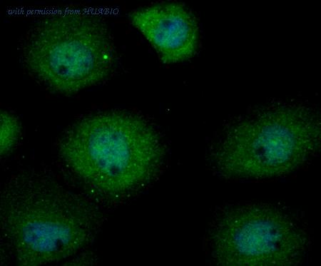 HUABIO ER1803-09 image 3