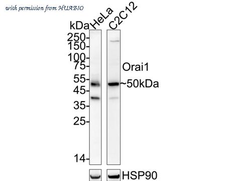 HUABIO ER1803-11 image 1