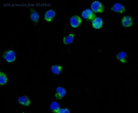 HUABIO ER1803-26 image 1