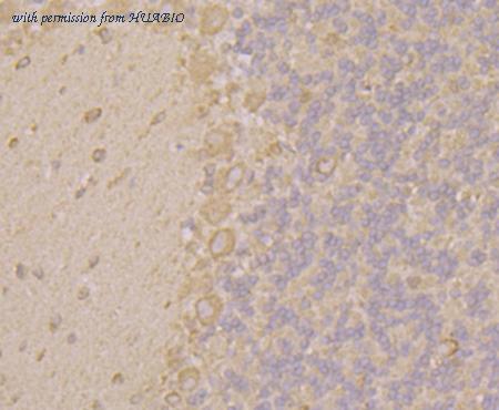 HUABIO ER1803-39 image 2