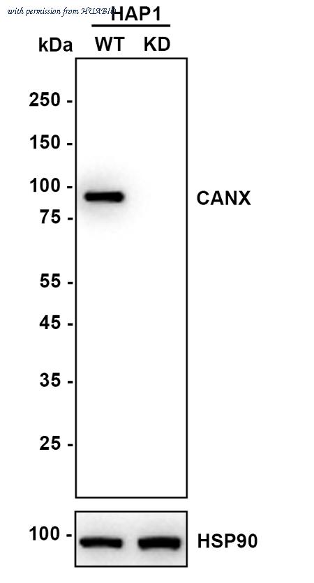 HUABIO ER1803-42 image 2