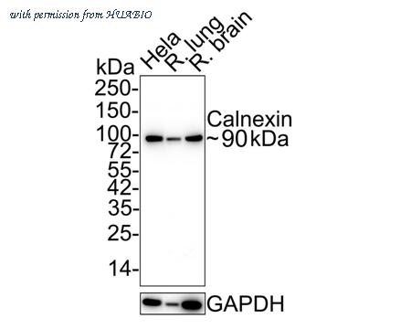 HUABIO ER1803-42 image 3