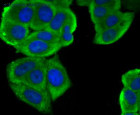 HUABIO ER1803-45 image 3