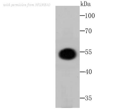 HUABIO ER1803-51 image 1