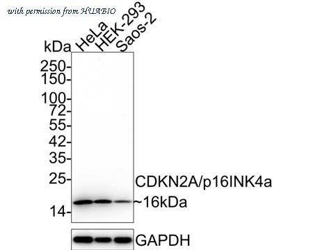 HUABIO ER1803-53 image 1