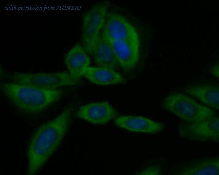 HUABIO ER1803-54 image 2