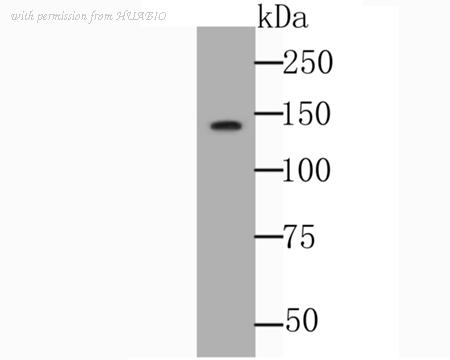 HUABIO ER1803-64 image 1