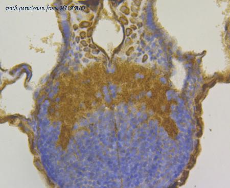 HUABIO ER1803-66 image 2