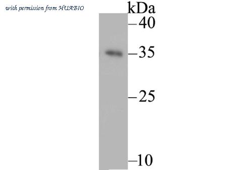 HUABIO ER1803-68 image 1
