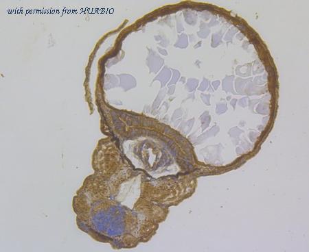 HUABIO ER1803-68 image 3