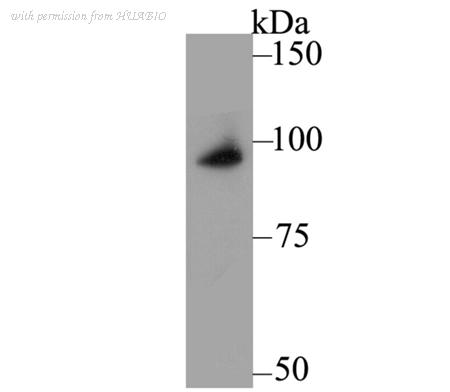 HUABIO ER1803-71 image 1