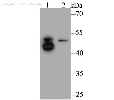 HUABIO ER1803-78 image 1
