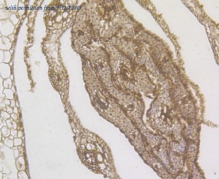 HUABIO ER1901-09 image 3