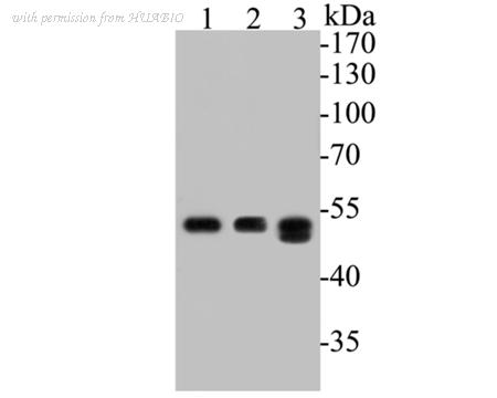 HUABIO ER1901-10 image 2