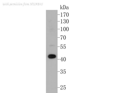 HUABIO ER1901-11 image 1