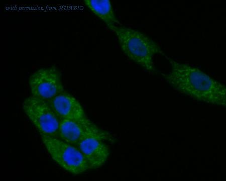 HUABIO ER1901-11 image 2