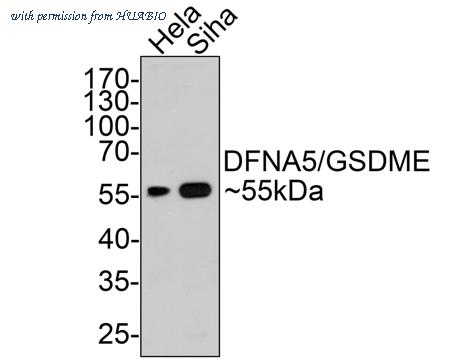 HUABIO ER1901-12 image 1