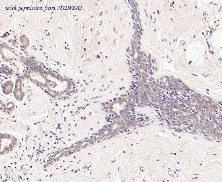 HUABIO ER1901-12 image 3