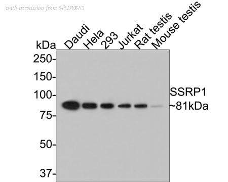HUABIO ER1901-13 image 1